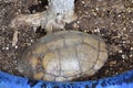 Turtle shell surrounded by soil in a blue pot