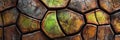 Turtle shell texture with copy space. Close-up turtle pattern. Reptile shell design. Detailed turtle shell close-up. Royalty Free Stock Photo