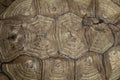 Turtle shell, top view background Royalty Free Stock Photo