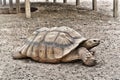 Turtle side view Royalty Free Stock Photo