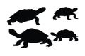 Turtle silhouette bundle. Wild turtle standing and walking in different positions. Sea creatures and reptiles like turtles, Royalty Free Stock Photo