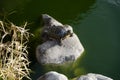 Turtle sits on a stone in a pond.