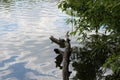 A turtle sits on a tree that has fallen into the water near the shore of a forest lake on a sunny summer day