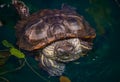 Turtle sits in water at home