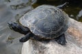 Turtle sunbathing on pond, terrapin relaxing on rock Royalty Free Stock Photo