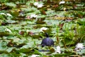 Turtle sitting on lilypad