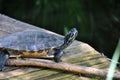 A turtle sitting motionless on a piece of wood