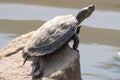 turtle sitting on a rock at the edge of water with water reflection Royalty Free Stock Photo