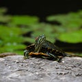 a turtle sitting on a rock near a small pond of water lillies Royalty Free Stock Photo