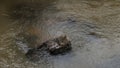 A turtle is sitting on a rock in the riverbed. The neck is stretched out.