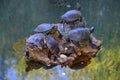 Turtle sitting on a stone in a lake Royalty Free Stock Photo