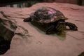 Turtle sitting on stone with red light shining Royalty Free Stock Photo