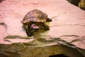 Turtle sitting on stone with red light shining Royalty Free Stock Photo