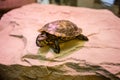 Turtle sitting on stone with red light shining Royalty Free Stock Photo