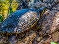 Turtle sitting on the stones