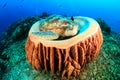 Turtle sleeping in a barrel sponge as divers pass behi