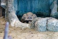 a turtle is sleeping in a pond Royalty Free Stock Photo