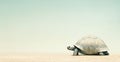 Turtle, slow but strong and resistant animal, conceptual background with copy space