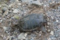 Turtle Snapping turtle photo.  Snapping turtle close-up profile view. Picture.  Portrait.  Image. Photo Royalty Free Stock Photo