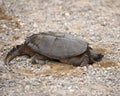 Turtle Snapping turtle photo.  Snapping turtle close-up profile view. Picture.  Portrait.  Image. Photo Royalty Free Stock Photo