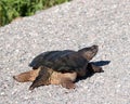 Turtle Snapping turtle photo. Snapping turtle back close-up profile view
