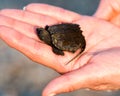 Turtle Snapping turtle photo. Snapping turtle close-up profile view. Baby snapping turtle on a human hand. Picture. Portrait