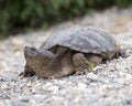 Turtle Snapping turtle photo.  Snapping turtle close-up profile view. Picture.  Portrait.  Image. Photo Royalty Free Stock Photo