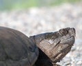 Turtle Snapping turtle photo. Snapping turtle head close-up profile view