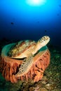 Turtle in a sponge Royalty Free Stock Photo