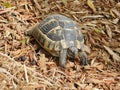 A turtle with a spotted shell Royalty Free Stock Photo