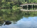 Turtle at Sri Nakhon Khuean Khan Park