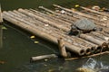 Turtle stand on bamboo raft in the pond with sunny day,natural Royalty Free Stock Photo