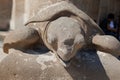 Turtle Statue at the Base of a Column of the Facade of the Sagrada Familia in Barcelona, Spain