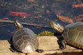 Turtle Stock Photo and Image. Painted turtle couple resting on a log with lily water pads background in their environment and Royalty Free Stock Photo