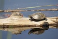 Turtle Stock Photo and Image. Painted Turtle resting on a log with lily water pads and turtle reflection background in its Royalty Free Stock Photo
