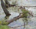 Turtle Stock Photo and Image. Painted Turtle resting on a log with water lily flowers background in its environment and habitat Royalty Free Stock Photo