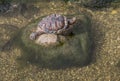 Turtle on stone