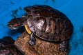 Turtle on stone on blue background. close-up Royalty Free Stock Photo