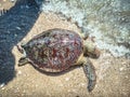 Turtle stranded on the white sand beach