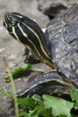 Striped Head with Black and Yellow on a Turtle