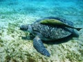 Turtle and suckerfish Royalty Free Stock Photo