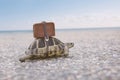 Turtle with suitcase. Royalty Free Stock Photo