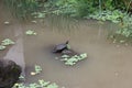 Turtle sunbathing