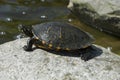 Turtle sunbathing on pond Royalty Free Stock Photo