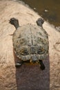 Turtle Royalty Free Stock Photo