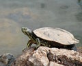 Turtle sunning