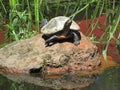 Turtle sunning on a rock Royalty Free Stock Photo