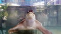 Turtle swim inside glass cabinet for show customers. Pet and marine animal wildlife.