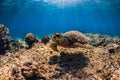 Turtle swim over coral bottom in underwater