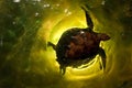 Turtle swiming Royalty Free Stock Photo